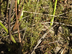 Myriophyllum gracile