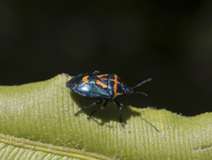 Comperocoris roehneri