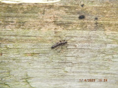 Allocapnia vivipara