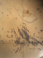 Aleurodiscus grantii