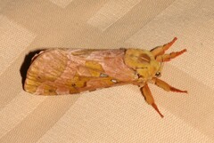 Sthenopis purpurascens