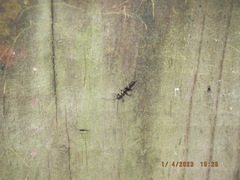 Allocapnia vivipara