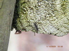Allocapnia vivipara