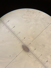 Aleurodiscus grantii