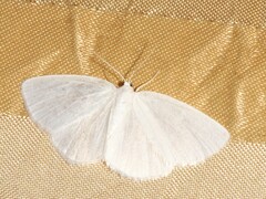 Lomographa vestaliata