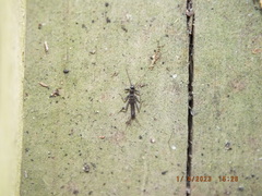 Allocapnia vivipara