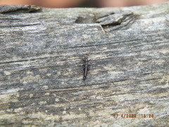 Allocapnia vivipara