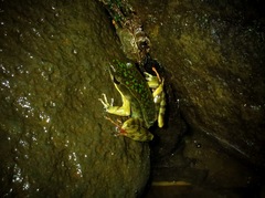 Lithobates warszewitschii