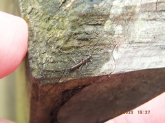 Allocapnia vivipara