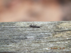 Allocapnia vivipara
