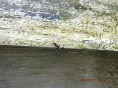 Allocapnia vivipara