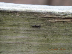 Allocapnia vivipara