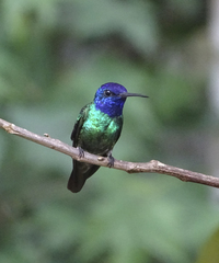 Chrysuronia oenone