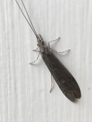 Triplectidinae