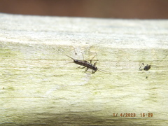 Allocapnia vivipara