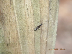 Allocapnia vivipara