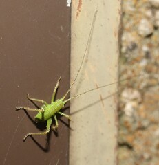 Barbitistes serricauda