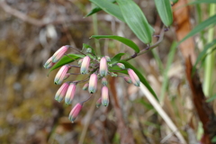 Bomarea edulis