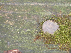 Allocapnia vivipara