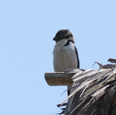 Sporophila telasco