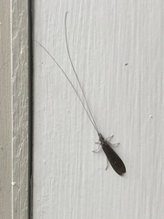 Triplectidinae
