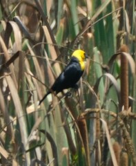 Chrysomus icterocephalus