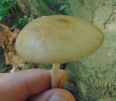 Hymenopellis furfuracea image