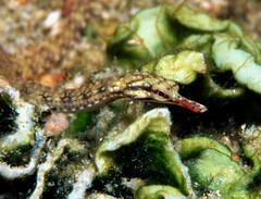 Corythoichthys conspicillatus