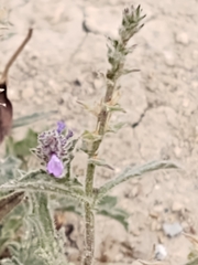 Verbena canescens