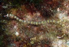 Corythoichthys conspicillatus