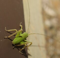 Barbitistes serricauda