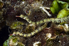 Corythoichthys conspicillatus