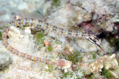 Corythoichthys conspicillatus