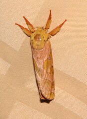 Sthenopis purpurascens