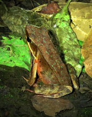 Lithobates warszewitschii