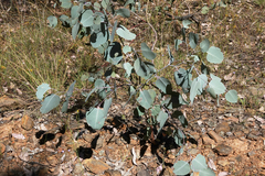 Eucalyptus polyanthemos