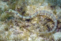 Corythoichthys conspicillatus