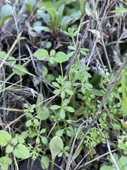 Galium aparine
