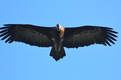 Necrosyrtes monachus