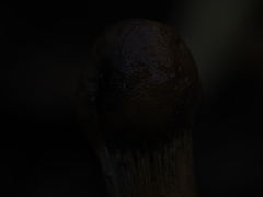 Tolypocladium longisegmentatum