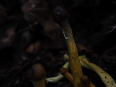 Tolypocladium longisegmentatum