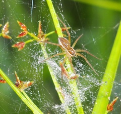 Dolomedes facetus