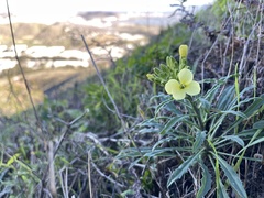 Erysimum franciscanum