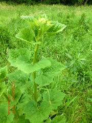 Arnoglossum reniforme