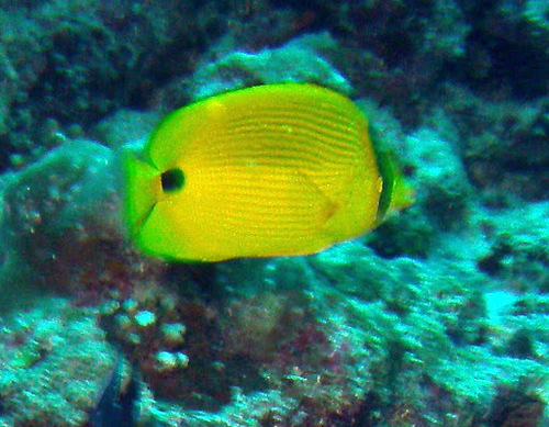 Andaman Butterflyfish — seen at this dive site