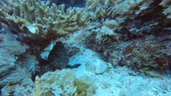Epinephelus merra