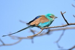 Coracias abyssinicus