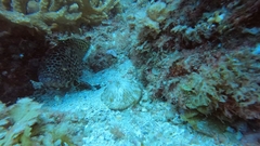 Epinephelus merra