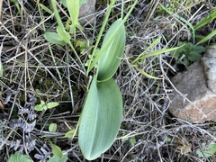 Platanthera elegans elegans