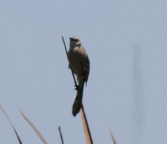 Mimus longicaudatus